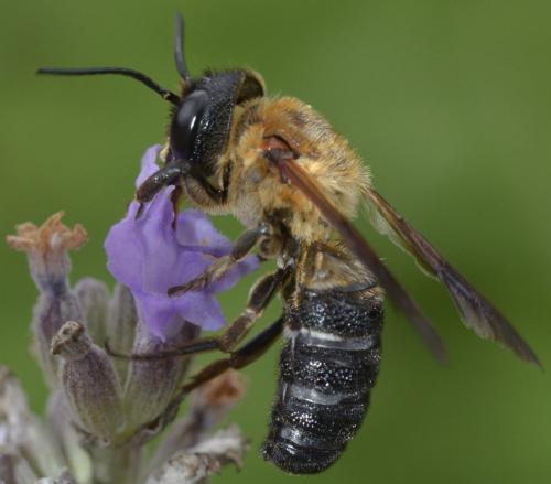 Megachile sculpturalis